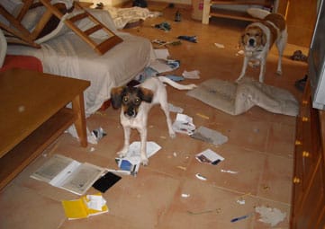 Dos perros en medio de la sala de un piso. Hay papeles rotos y tirados por toda la casa