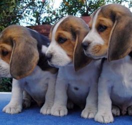 Tres cachorros de beagle encima de una mesa mirando hacia el mismo sitio