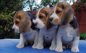 3 cachorros de beagle mirando para su derecha