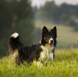 Perro paseando en la hierba