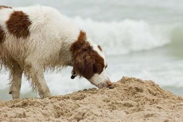 Perro mojado olfateando arena de playa con el mar de fondo