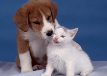 cachorro de perro 'abrazando' a un cachorro de gato, con su pata por encima