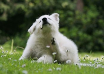 Cachorro blanco rascándose el cuello con la pata trasera en el césped