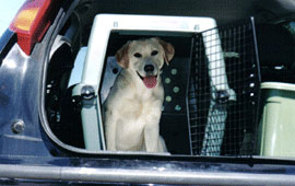 Perro labrador en un trasportin dentro de un coche