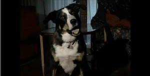 Floyd, el perro de Chrissi, una de las educadoras caninas del equipo de LealCan, participa en el programa de televisión "Enigma Animal"