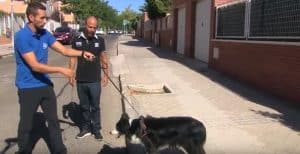 El educador canino Enrique Solís sostiene con una correa a su perro, entrenando que el perro no cruce sin su autorización, mientras mira el reportero del prograam Aqui en Madrid