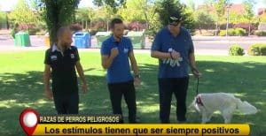 Enrique Solís, el reportero del programa Aqui en Madrid y una persona con su perro en un parque, en un reportaje para Telemadrid