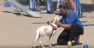Una educadora canina de LealCan, acarcia a un perro labrador