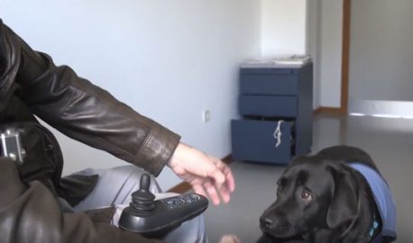 Hombre en silla de ruedas junto a un perro de asistencia