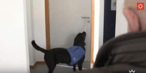 Perro de asistencia LealCan abre una puerta tirando de una cuerda