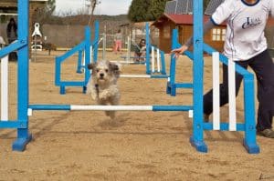 Perro saltando saltando una valla en el Club de agility LealCan