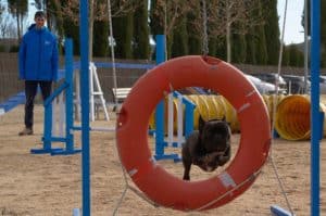 Bulldog francés saltando la rueda de agility, en el centro canino LealCan