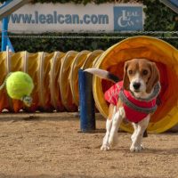 beagle saliendo del túnel de agility intentando coger una pelota con cuerda en el centro canino LealCan