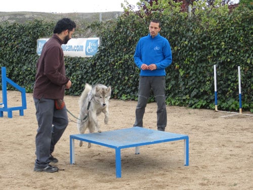 Enrique Solís enseñando a subir a la mesa de agility a un husky y su guía en el centro canino LealCan