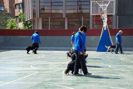 Cuatro miembros de grupo de trabajo de obediencia de LealCan, junto a sus perros realizan una exhibición en el patio de un colegio