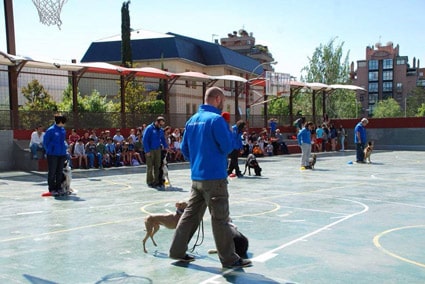 Seis integrantes del grupo de trabajo Obediencia de LealCan, junto a sus perros, realizan una exhibición en el patio exterior de un colegio. De fondo se ve a los alumnos de público.