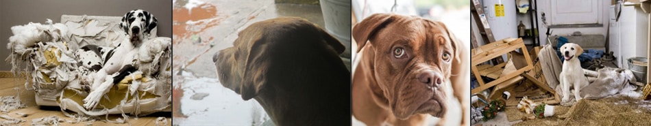 banner de 4 fotos de perros con ansiedad por separación