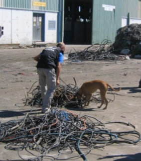 educador canino entrenando a una perrita para detectar plomo en una planta de reciclaje