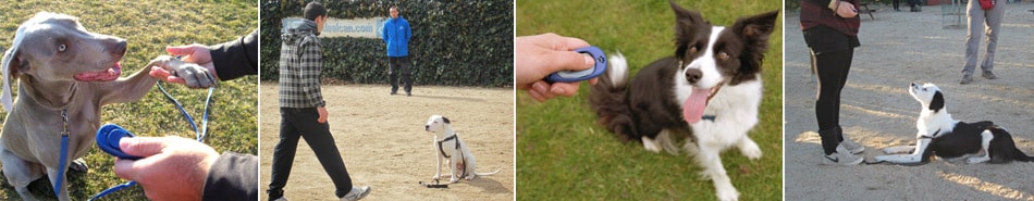 Cuatro fotos de perros entrenando con el clicker