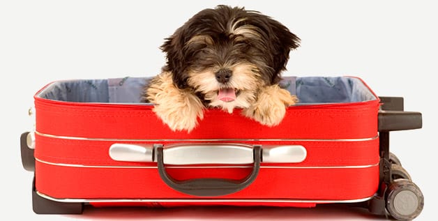 perro-viaje-hotel-lealcan