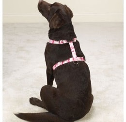 Labrador color chocolate sentado de espalda con arnés de paseo
