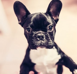 cachorro de bulldog francés negro y blanco mirando a la cámara con la orejas levantadas