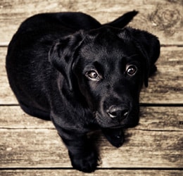 cachorro de labrador negro mirando hacia arriba fijamente