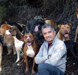 Cesar Millan con una manada de perros detrás