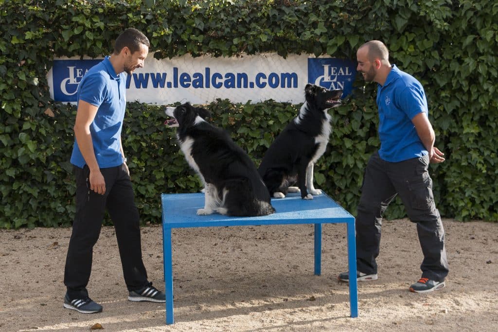Enrique Solís y Eliseo Rodríaguez, de LealCan Adiestramiento, con sus perros subidos a una mesa