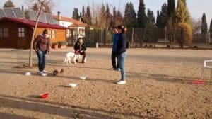 curso de adiestramiento canino practicas reales en centro canino lealcan