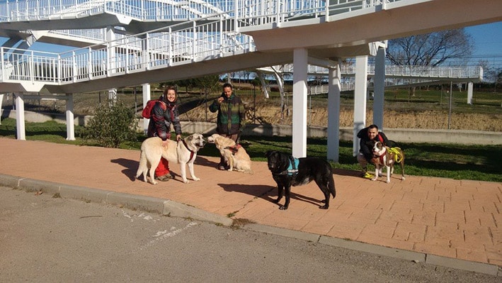 alumnos del curso de educación canina de lealcan con sus perros en una practica real con el cliente y Noa, la perra terapeuta de la educadora Izaskun Ibañez
