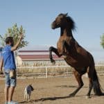 Manuel Plaza entrenado la pinada, donde el caballo se pone de pie con apoyado en las patas traseras, con su caballo Furtivo y su perrita Lola delante del caballo