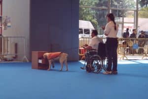 perro de asistencia abriendo una cajonera y recogiendo un objeto de dentro, en el recinto ferial con su entrenador Enrique Solís de LealCan