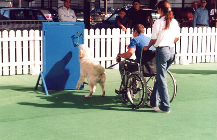 golden-retriever-abriendo-puerta-con-Enrique-Solís-como-entrenador-perros-de-asistencia-desde-silla-de-ruedas