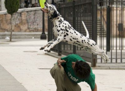 Perro dálmata y su guia practicando disckdogging en el parque, el perro salta sobre su guia para coger el disco