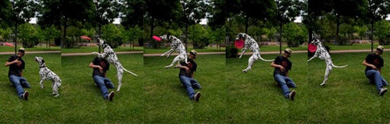 Secuencia de 5 fotos de un perro dálmata y su guia practicando diskdogging en un parque, el perro salta por arriba de su guia que esta sentado en el césped