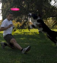 Perro border collie y su guia practicando disckdogging en el parque, El guía con una pierna extendida y el perro saltando por arriba para coger el disco