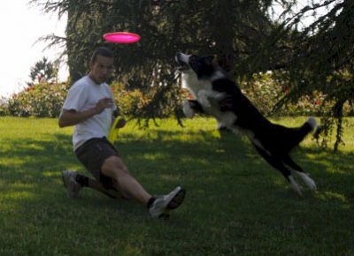 Perro border collie y su guia practicando disckdogging en el parque, El guía con una pierna extendida y el perro saltando por arriba para coger el disco