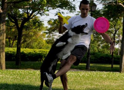 Perro border collie y su guia practicando disckdogging en el parque, con un disco color fucsia