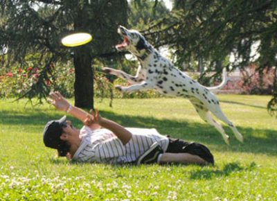 Perro dálmata y su guia practicando disckdogging en el parque, el perro salta sobre su guia para coger el disco