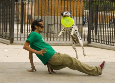 Perro dálmata y su guia practicando disckdogging en el parque, el perro salta sobre su guia y coge el disco
