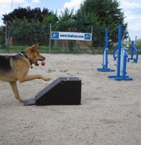 Perro practicando Flyball en el centro canino LealCan