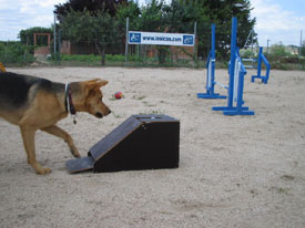 Perro practicando Flyball en el centro canino LealCan