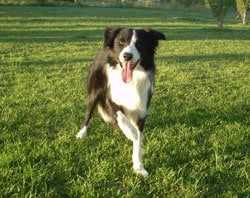 Perro border collie, haciendo la habilidad canina 'levantando pata derecha'