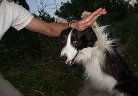 Perro border collie y su guía realizando la habilidad canina 'murciélago', con sus patas delanteras sobre el brazo de su guía y su cabeza por debajo del brazo.
