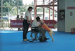 Persona lleva a otra en silla de ruedas y un perro de asistencia, labrador, está con sus patas delanteras arriba de la persona que va en silla de ruedas