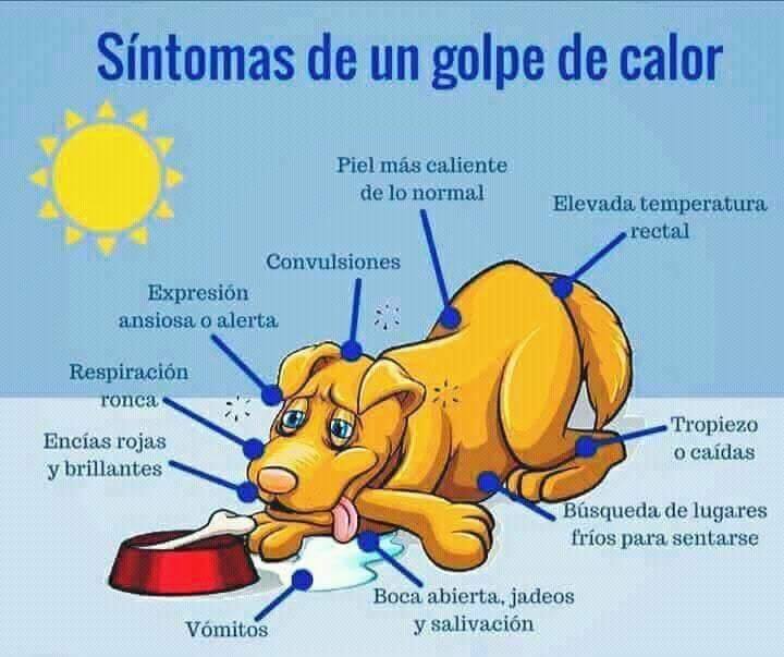 Síntomas de n golpe de calor en perros