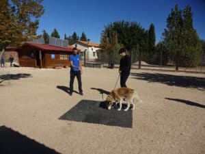 Alumno en una clase del curso de educación canina y adiestramiento base de LealCan.
