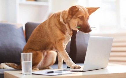 Perro con bolígrafo en la boca mirando a un ordenador portatil, con una pata encima.