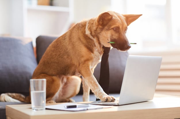 Perro con lápiz en la boca sentado en un sofá con sus dos patas traseras y utilizando un ordenador portátil situado en una mesa con la mano izquierda